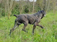 cane corso tradizionale